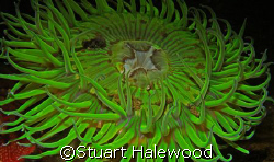 Solitary Green Anemone beckons you to come just a little ... by Stuart Halewood 